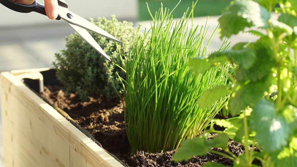 5 EASY HERBS TO GROW AT HOME