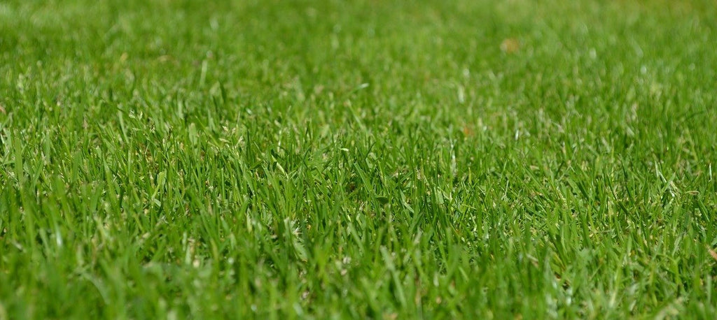 IT’S TIME FOR A SPRING LAWN CHECK-UP